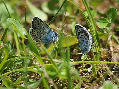 Lycaenidae, papillons, Meadow, nature, insecte, animal, hauhächel bleu