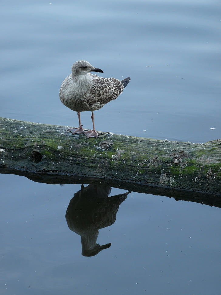 gull, water, mirroring, branch