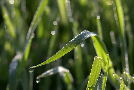 grass, dew, bokeh, green, morning, nature