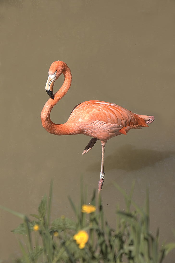 Flamingo, pembe, kuş, hayvanlar, pembe flamingo, Hayvanat Bahçesi, hayvan