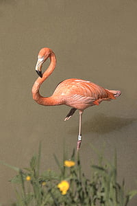 flamenc, Rosa, ocell, animals, Flamenc rosat, zoològic, animal