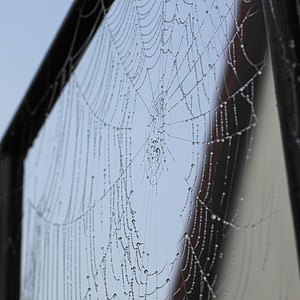 spider, network, cobweb, dew, autumn, fog