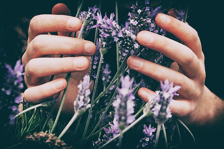 lavender, shallow, focus, photography, shot, flower, petal