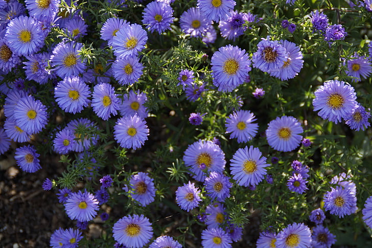 asteres, zila, zilus ziediņus, ziedi, fons, blütenmeer, rudens