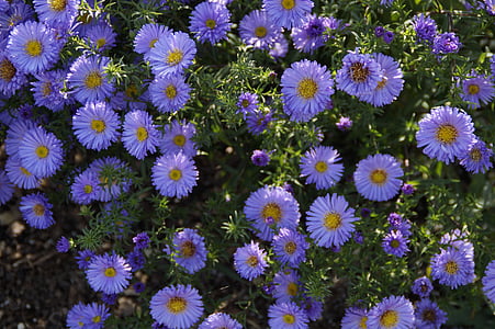 astrar, blå, blå blommor, blommor, bakgrund, Blütenmeer, hösten