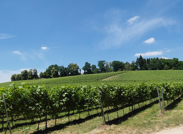 vineyard, vines, winegrowing, wine, odenwald, sunny, summer