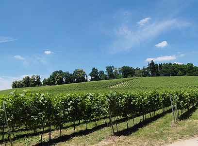 vinograd, vinova loza, vinogradarstvo, vino, Odenwald, sunčano, ljeto