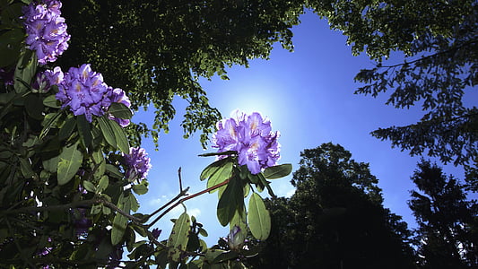 viola, petali, fiore, verde, alberi, chiaro, blu