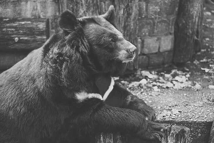 Niedźwiedź, niewoli, czarno-białe, płot, ogród zoologiczny, przyrodnicza, smutny