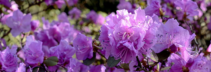 rododendro, flor, floración, flor, primavera, púrpura, rhododendron Purple