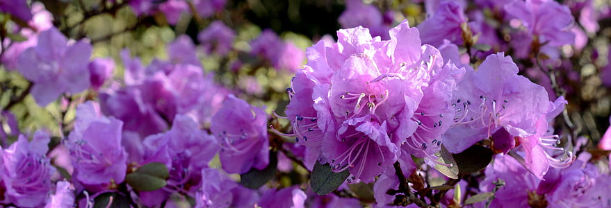 Rhododendron, Blossom, Bloom, blomst, forår, lilla, lilla rhododendron