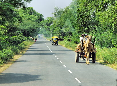 Indija, kelionės, transporto, Rajasthan, Vienkupris kupranugaris, Charette, transportas