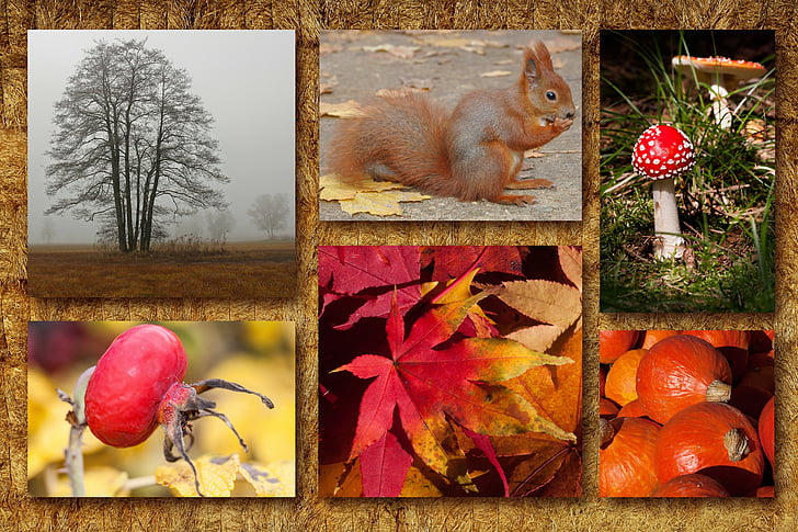jeseni, kolaž, jesensko razpoloženje, Jesenski festival, veverica, listov vinske trte, letenje Pečurka