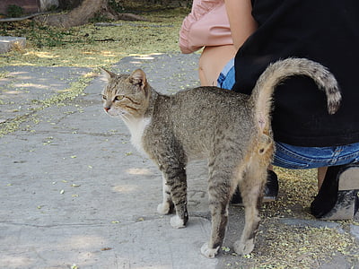 Turkki, Izmir, kissa, Tigercat, Alley cat, Cat kasvot