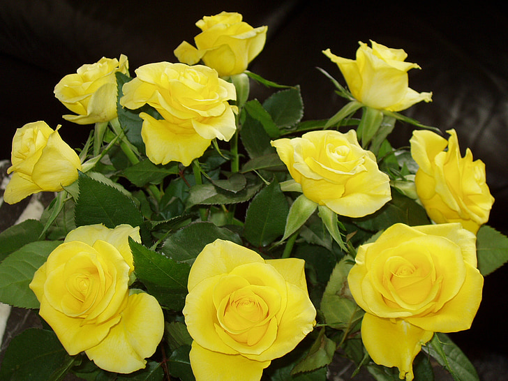 flowers, rose, yellow