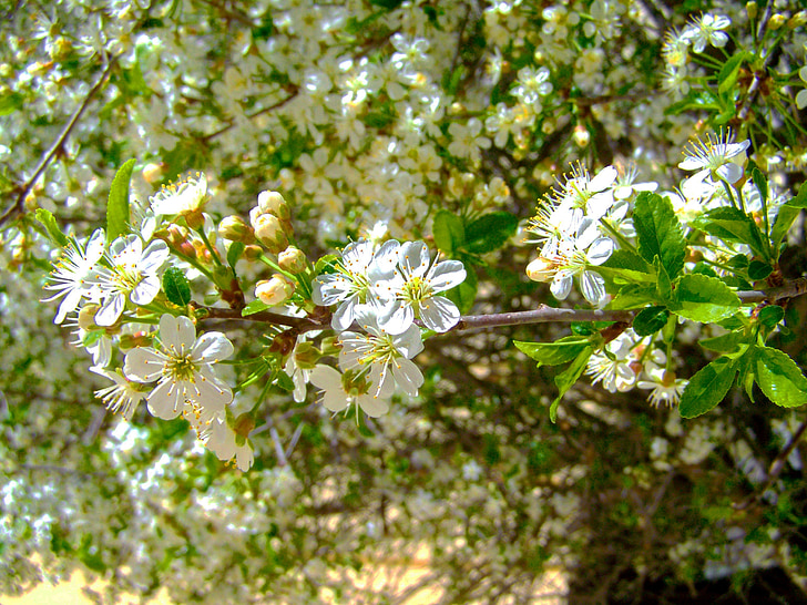 blühende Kirschbäume Baum, weiße Blume, Frühling