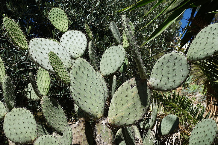 Cactus, verde, fico d'India, natura, spine, succulente