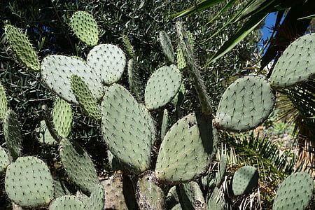 cactus, verd, Espinosa, natura, espines, suculentes