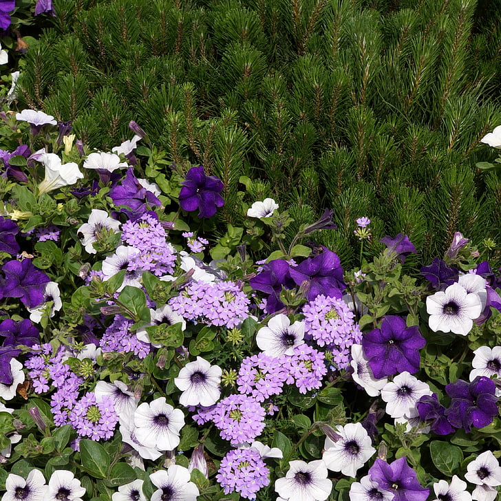 summer flowers, lilac flower, petunia, verbena, flower arrangement, garnish, softwood