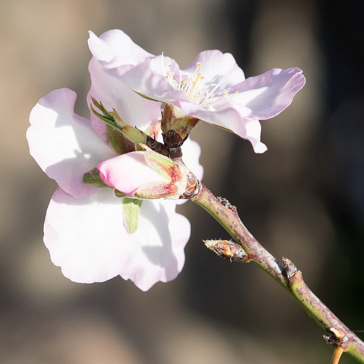 Пролет, бадем цъфти, Пролетно събуждане, розово, цветя, цъфтежа клонче, frühlingsanfang
