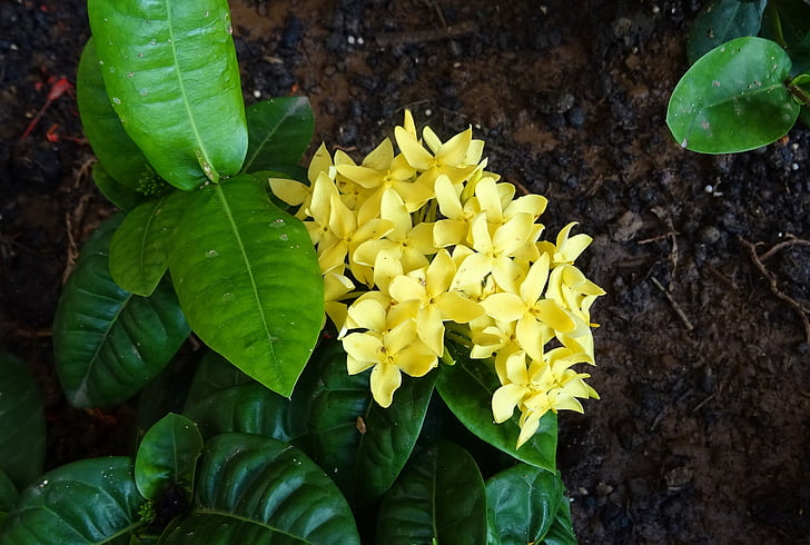 květ, Ixora, Jungle plamen, Olga, Ixora coccinea, Rubiaceae žlutá, zahrada