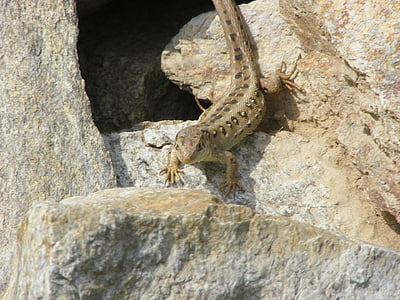 lizard, sand lizard, nature, animals, brown, summer