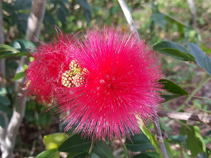 flor fofa, australiano, Queensland, Flora, flor, sopros, natureza