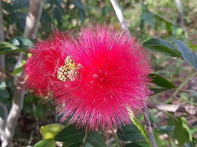 nadýchané květina, Australská, Queensland, Flora, květ, obláčky, Příroda