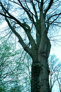 arbre, Direction générale de la, écorce, bois, croissance, printemps, nature