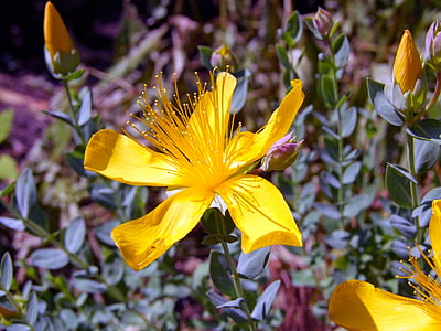 hierba de, Hypericum perforatum, amarillo, flor, floración, flor, verano