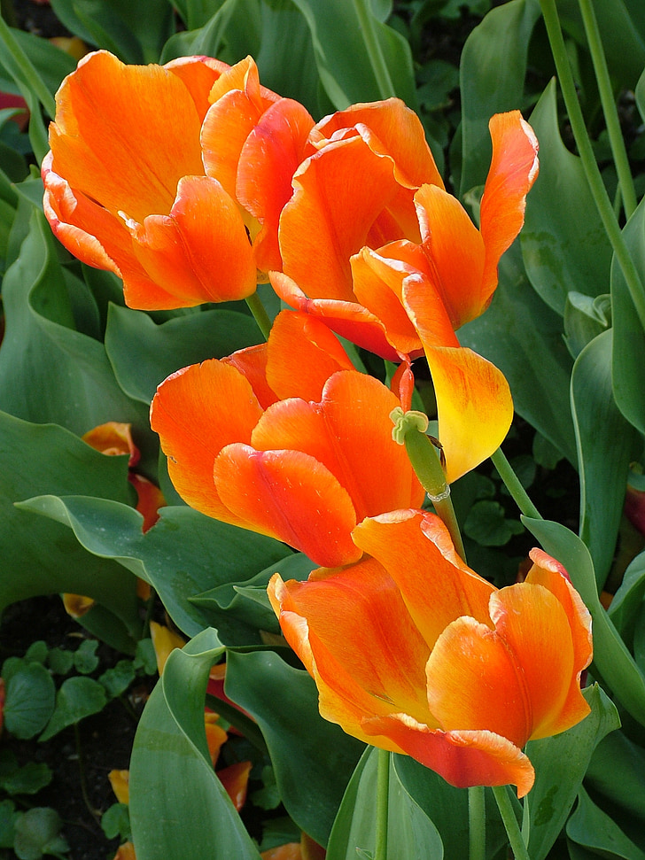 spring, tulips, orange, green, flower