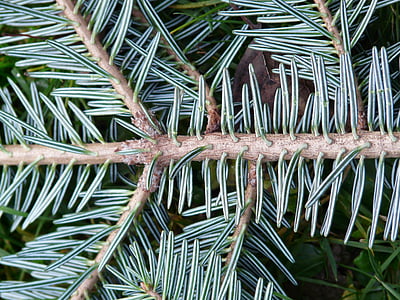 tannenzweig, pine needles, fir, silver fir, white fir, abies, alba
