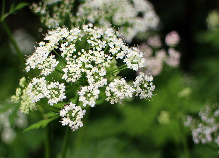 Umbelliferae, Blossom, mekar, putih, Meadow herbal, padang rumput tanaman, doldengewaechs