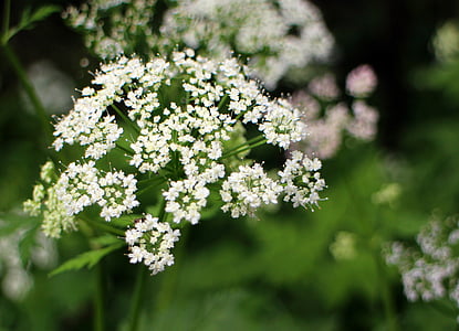 Umbelliferae, květ, Bloom, bílá, lučních bylin, pastviny závody, doldengewaechs