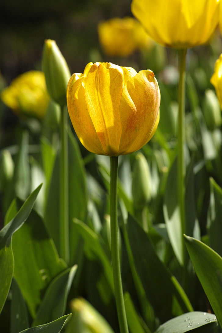 tulipes, fleur, festival des tulipes, fleurs, macro, nature, couleurs vives