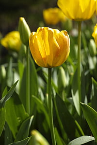 tulipany, kwiat, Festiwal tulipanów, kwiaty, makro, Natura, żywe kolory