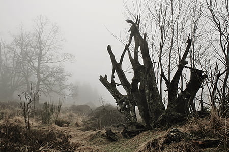 ομίχλη, ρίζα, Ρίζα δέντρου, το φθινόπωρο, φύση, μυστικιστική, διάθεση