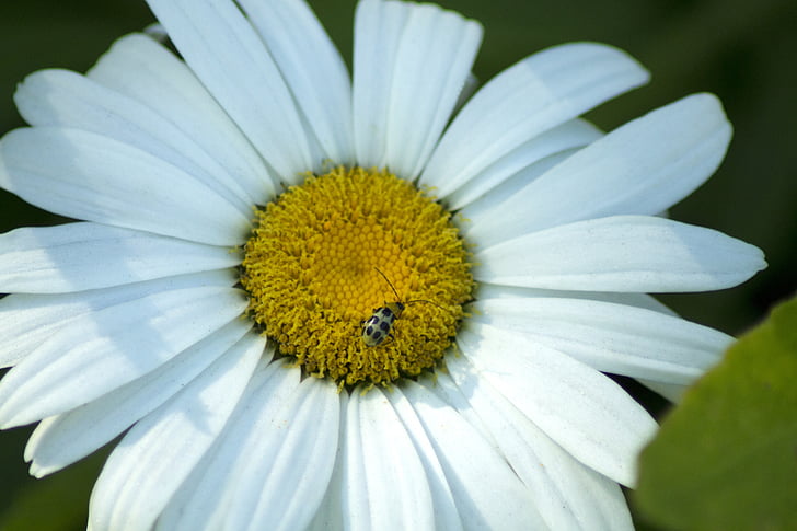 fehér, virág, Daisy, bug, rovar, sárga, természet