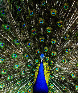 Peacock, värit, väri, sininen, vihreä, eläinten, hännän