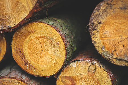 lemn, pădure, stem, Logger