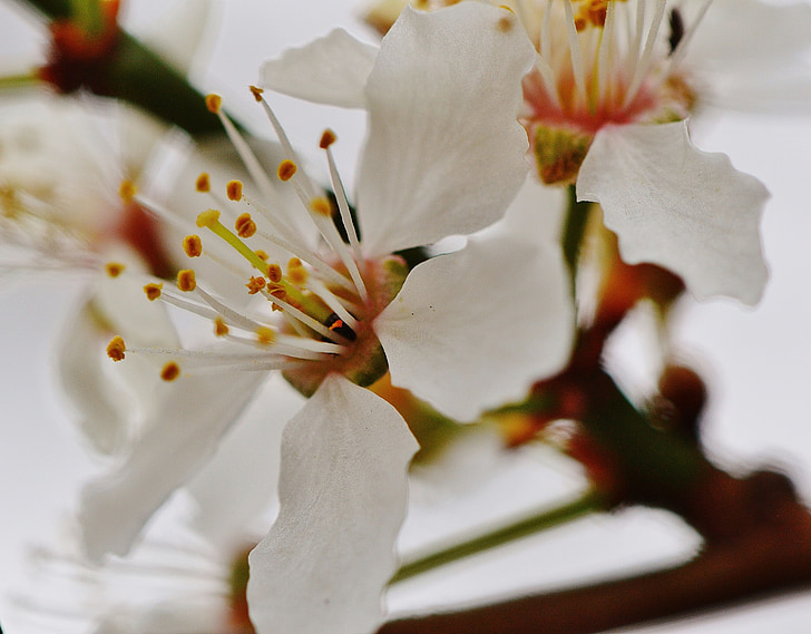 spring, blossom, bloom, nature, plant, tree, garden