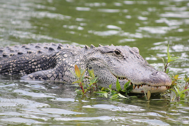 alligator, swamp, wildlife, nature, reptile, dangerous, gator