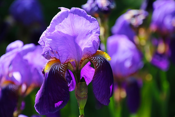 Iris, bunga, bunga, Blossom, ungu, mekar, alam