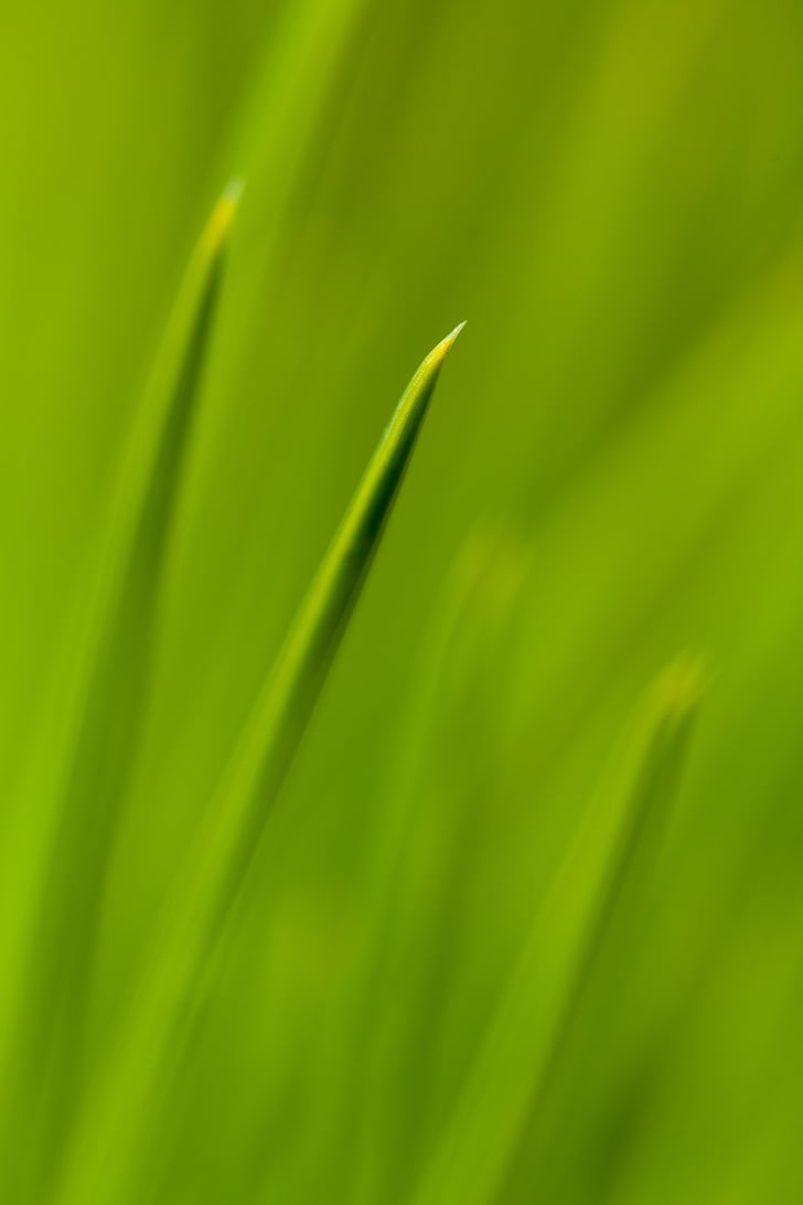 abstract, Close-up, naaldhout, Evergreen, Spar, Flora, vers