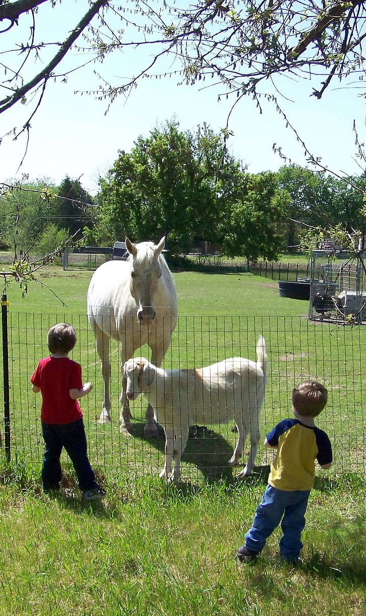 gyermekek, gazdálkodás, kecske, lovak, elektromos kerítés, fű, Farm