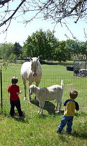 enfants, Agriculture, chèvres, chevaux, clôture électrique, herbe, ferme