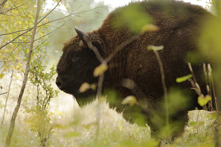 animal, european bison, grass, wildlife, nature, mammal, forest