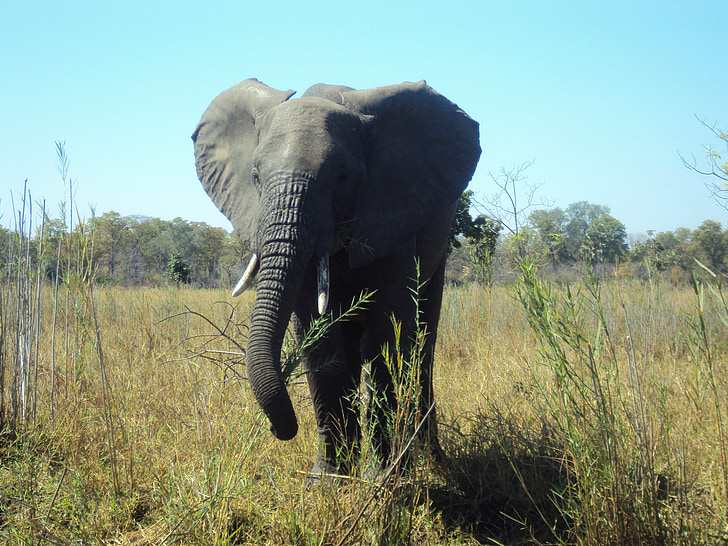 elefant, Malawi, vilda djur, naturen, Afrika, Safari djur, djur
