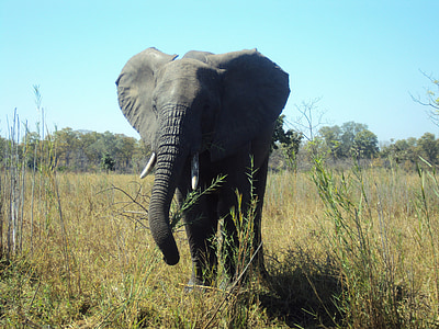 Elefant, Malawi, Tierwelt, Natur, Afrika, Safaritiere, Tier