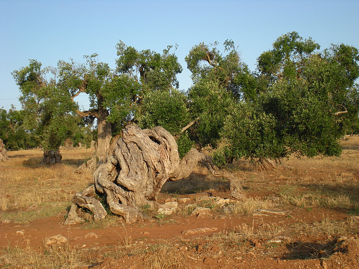 l'olivera, arbres, secular